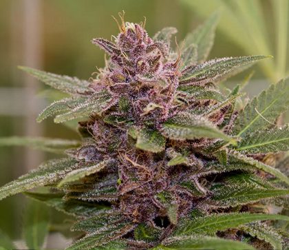 buy purple urkle strain