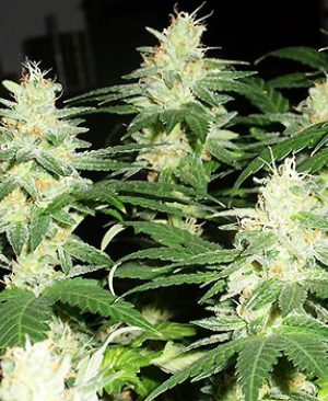 Buy Holy Grail Kush