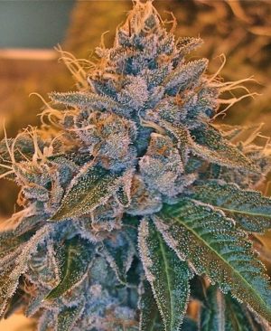 Buy Kosher Kush