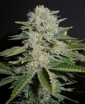 sour-diesel
