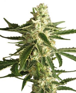 Buy Haze Automatic Seeds online | Haze Automatic Seeds for sale | Haze