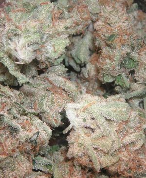 Buy Pure Kush online | Pure Kush for sale | Pure Kush