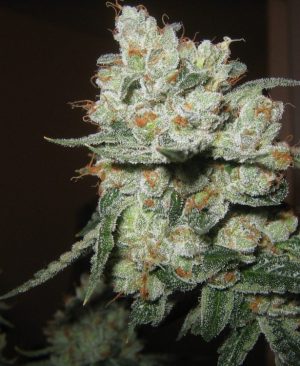 Buy OG Kush 420 online | OG Kush 420 for sale | OG Kush 420
