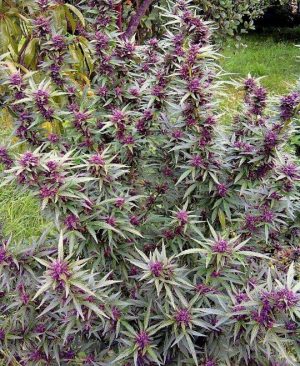 Buy Purple Kush online | Purple Kush for sale | Purple Kush