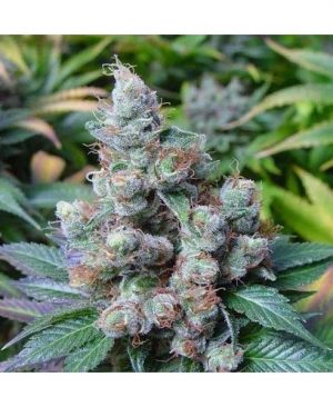 Buy NYC Diesel online | NYC Diesel for sale | NYC Diesel