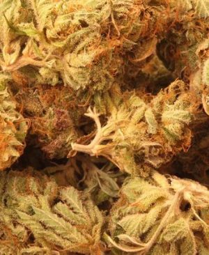Buy Nukem Strain online | Nukem Strain for sale | Nukem Strain