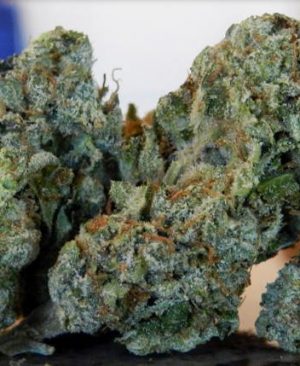 Buy alaskan thunder online | alaskan thunder for sale | alaskan thunder