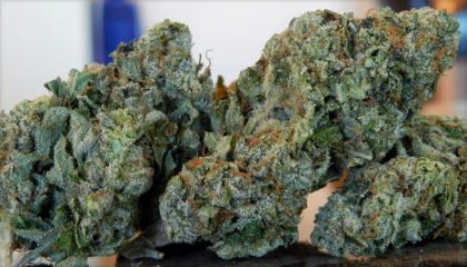 Buy alaskan thunder online | alaskan thunder for sale | alaskan thunder