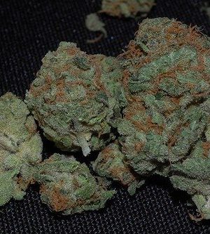 Buy master bubba online | master bubba for sale | master bubba