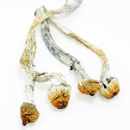 Golden Teacher - Image 2